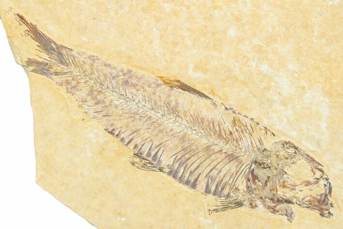 Detailed Fossil Fish (Knightia) - Wyoming #331036